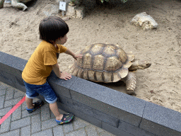 Max with an African Spurred Tortoise at the garden of the Reptielenhuis De Aarde zoo