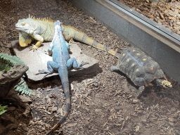 Green Iguanas and a Red-footed Tortoise at the lower floor of the Reptielenhuis De Aarde zoo