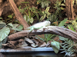 Green Iguana at the lower floor of the Reptielenhuis De Aarde zoo