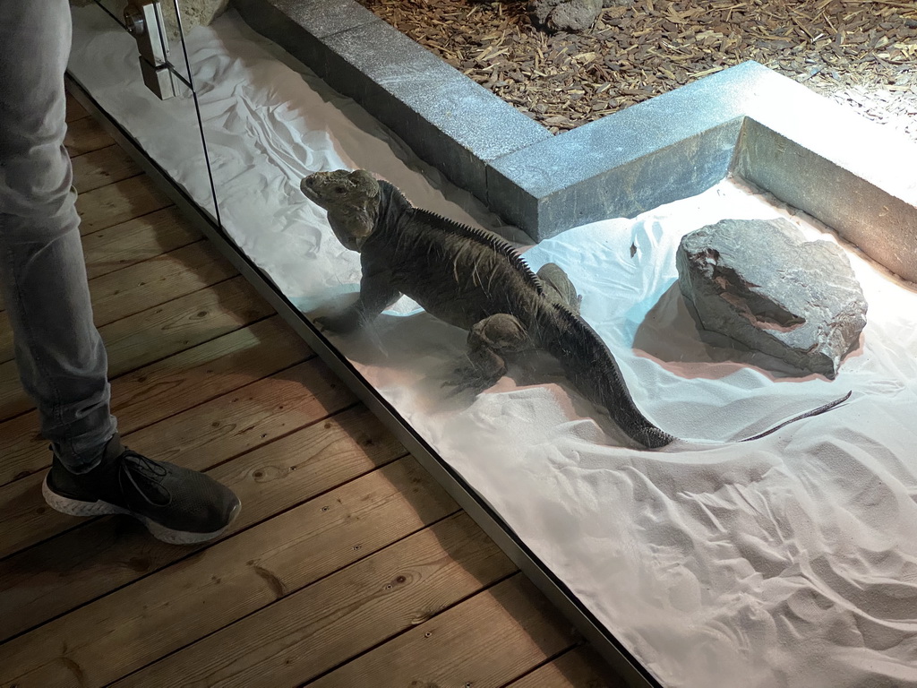 Rhinoceros Iguana at the upper floor of the Reptielenhuis De Aarde zoo