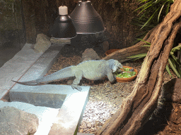 Rhinoceros Iguana eating at the upper floor of the Reptielenhuis De Aarde zoo