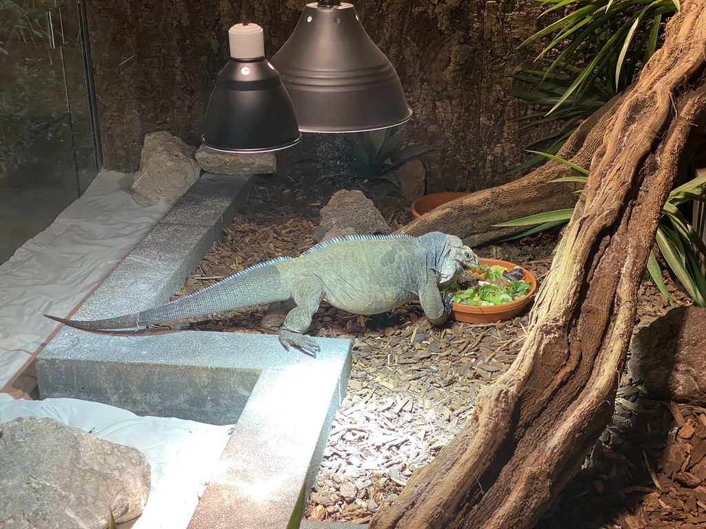 Rhinoceros Iguana eating at the upper floor of the Reptielenhuis De Aarde zoo