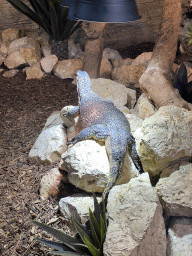 Asian Water Monitor at the lower floor of the Reptielenhuis De Aarde zoo