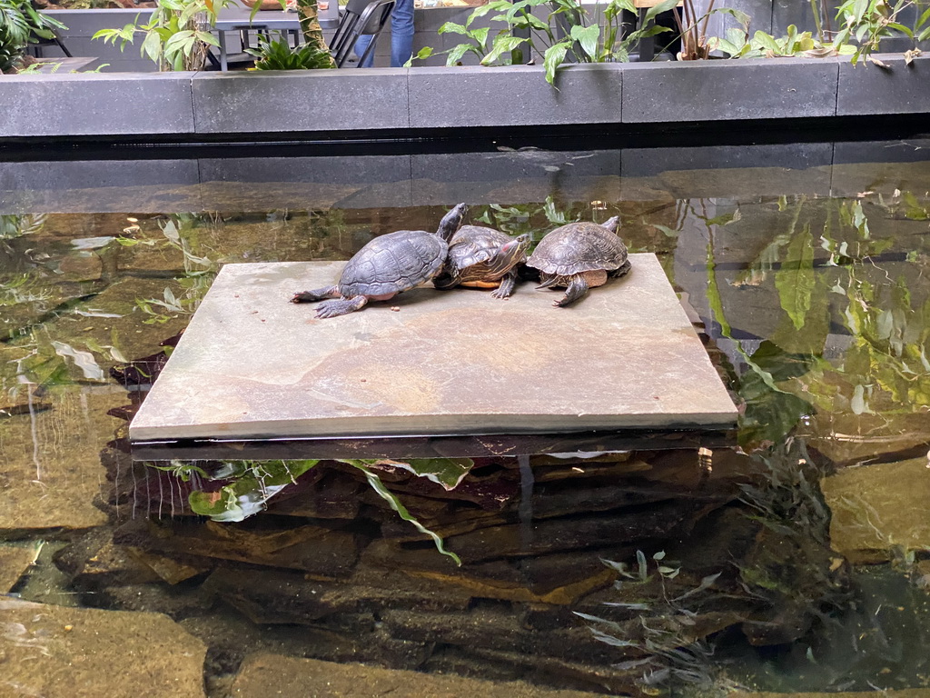 Red-eared Sliders at the lower floor of the Reptielenhuis De Aarde zoo