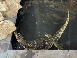 Asian Water Monitor swimming at the lower floor of the Reptielenhuis De Aarde zoo