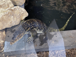 Asian Water Monitor crawling out of the water at the lower floor of the Reptielenhuis De Aarde zoo