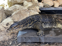 Asian Water Monitor at the lower floor of the Reptielenhuis De Aarde zoo