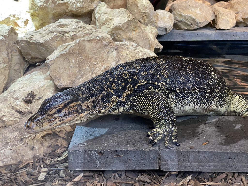 Asian Water Monitor at the lower floor of the Reptielenhuis De Aarde zoo