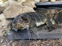 Asian Water Monitor sticking out his tongue at the lower floor of the Reptielenhuis De Aarde zoo