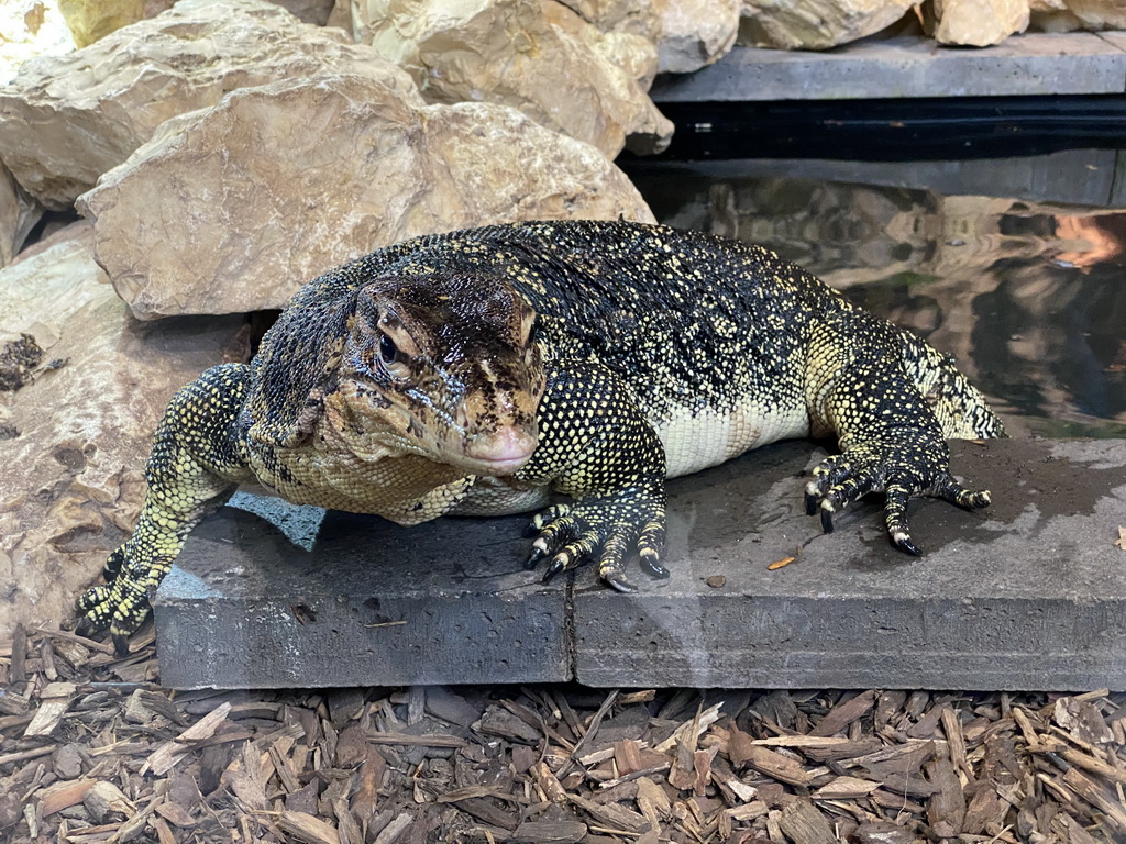 Asian Water Monitor at the lower floor of the Reptielenhuis De Aarde zoo