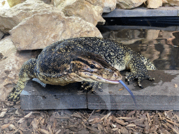 Asian Water Monitor sticking out his tongue at the lower floor of the Reptielenhuis De Aarde zoo