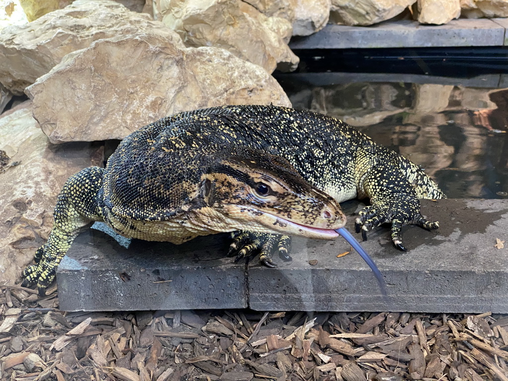 Asian Water Monitor sticking out his tongue at the lower floor of the Reptielenhuis De Aarde zoo