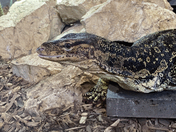 Asian Water Monitor at the lower floor of the Reptielenhuis De Aarde zoo