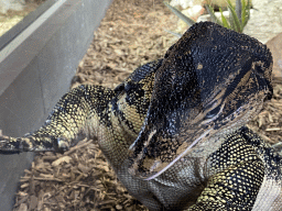 Asian Water Monitor at the lower floor of the Reptielenhuis De Aarde zoo