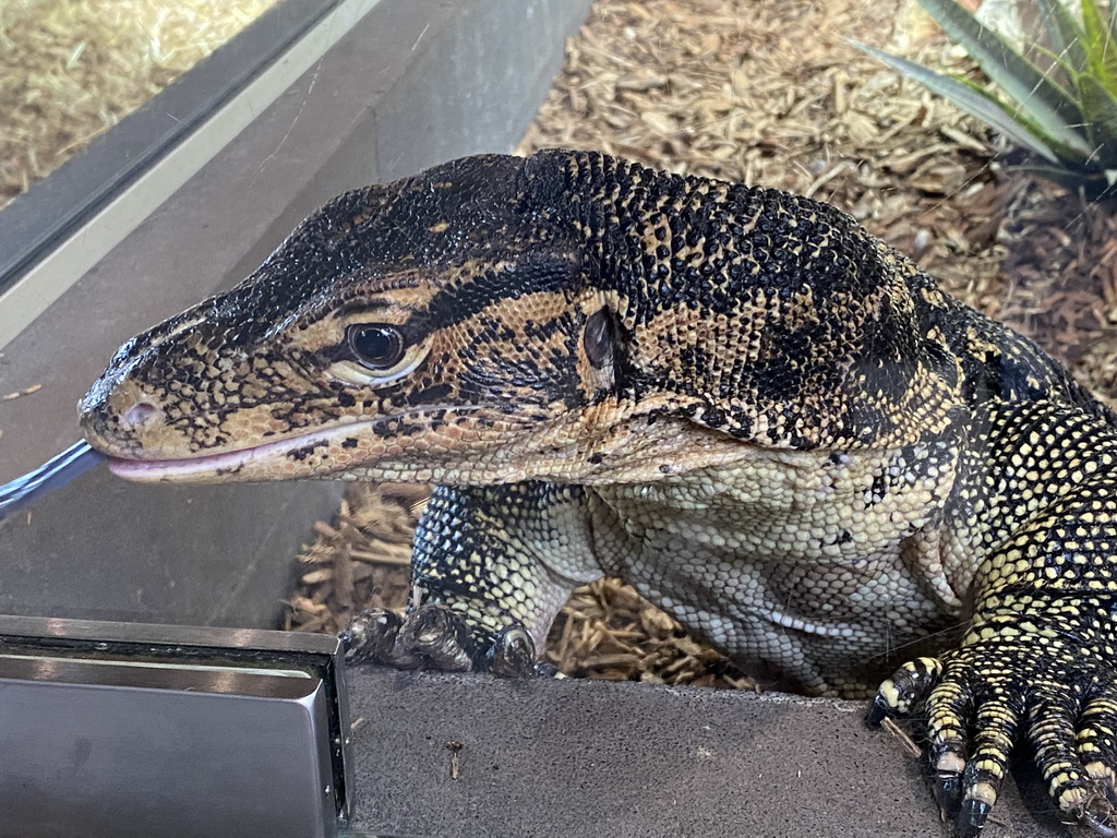 Asian Water Monitor sticking out his tongue at the lower floor of the Reptielenhuis De Aarde zoo