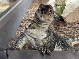 Asian Water Monitor at the lower floor of the Reptielenhuis De Aarde zoo