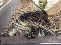 Asian Water Monitor sticking out his tongue at the lower floor of the Reptielenhuis De Aarde zoo