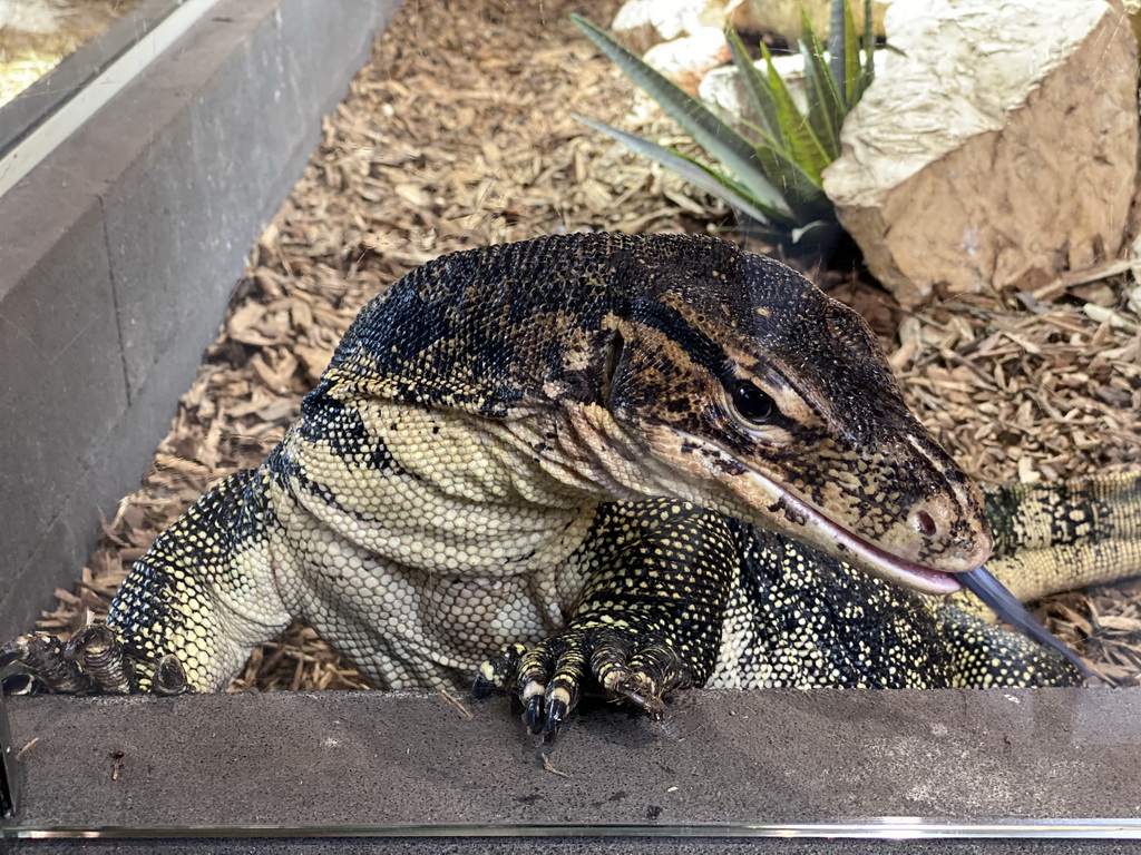 Asian Water Monitor sticking out his tongue at the lower floor of the Reptielenhuis De Aarde zoo