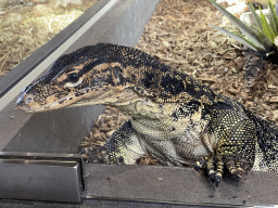 Asian Water Monitor at the lower floor of the Reptielenhuis De Aarde zoo