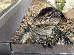 Asian Water Monitor at the lower floor of the Reptielenhuis De Aarde zoo