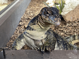 Asian Water Monitor at the lower floor of the Reptielenhuis De Aarde zoo