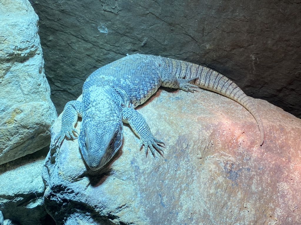 Savannah Monitor at the lower floor of the Reptielenhuis De Aarde zoo