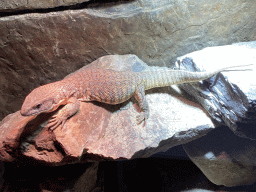 Savannah Monitor at the lower floor of the Reptielenhuis De Aarde zoo