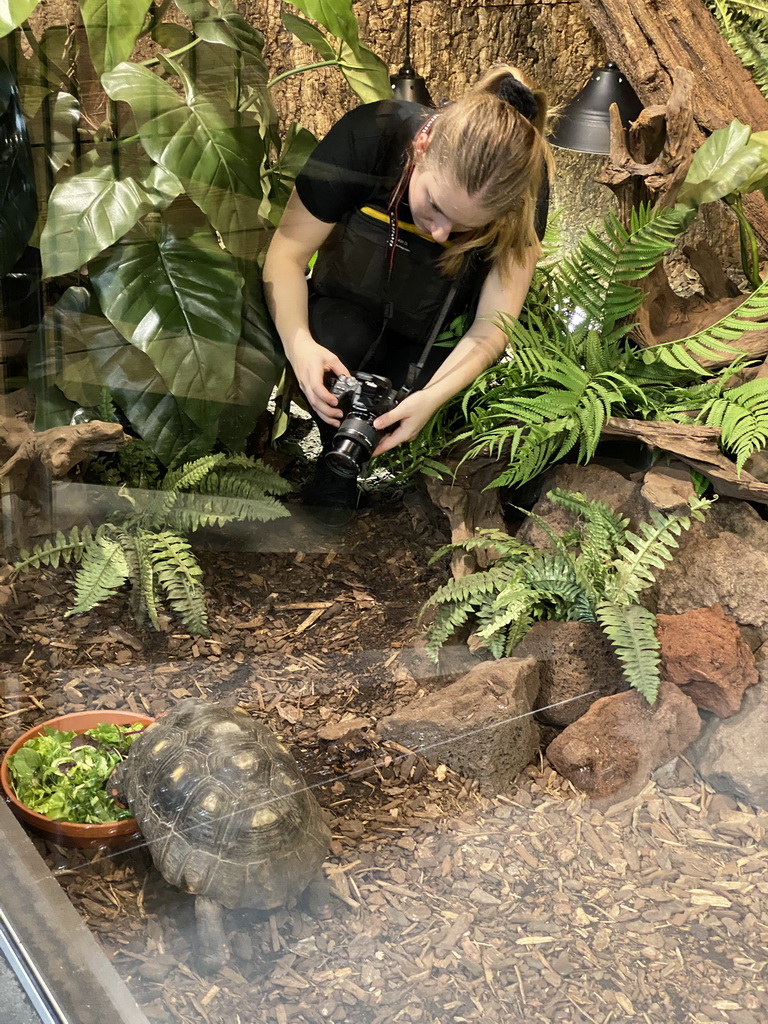 Zookeeper making a photo of a Red-footed Tortoise at the lower floor of the Reptielenhuis De Aarde zoo