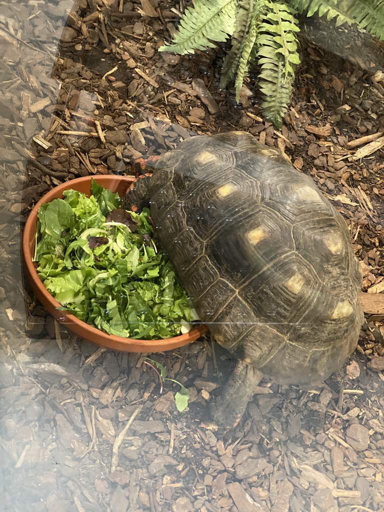 Red-footed Tortoise eating at the lower floor of the Reptielenhuis De Aarde zoo