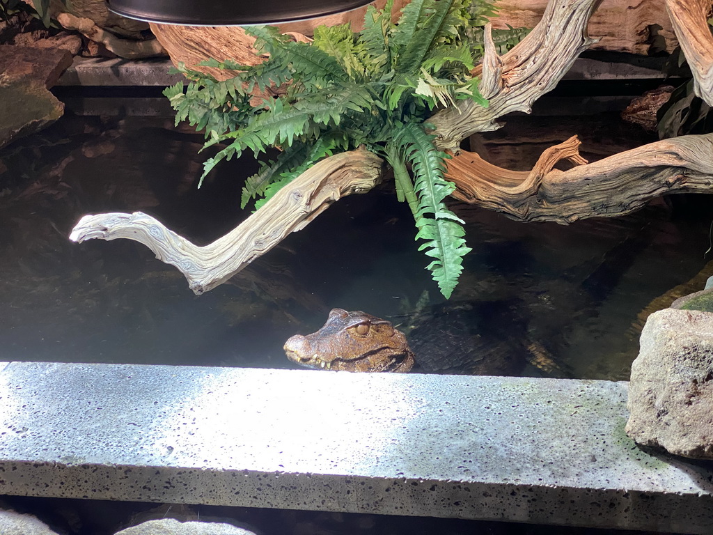 Cuvier`s Dwarf Caiman at the lower floor of the Reptielenhuis De Aarde zoo