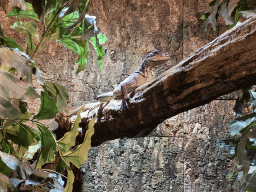 Amboina Sail-finned Lizard at the upper floor of the Reptielenhuis De Aarde zoo