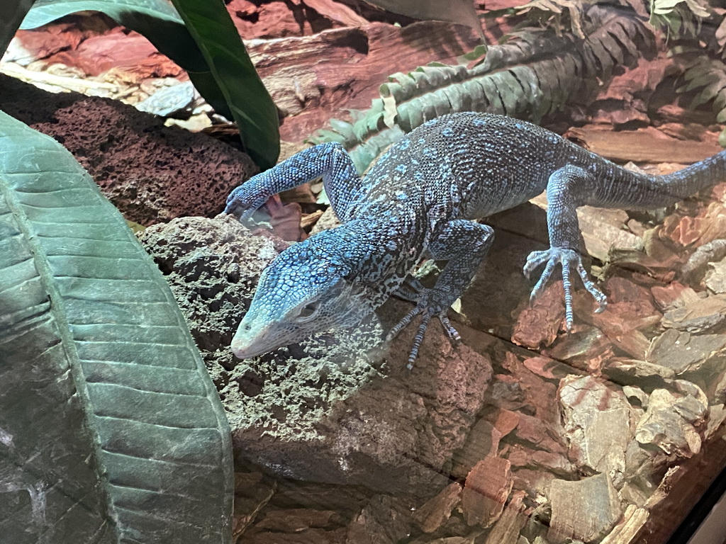 Blue-spotted Tree Monitor at the upper floor of the Reptielenhuis De Aarde zoo