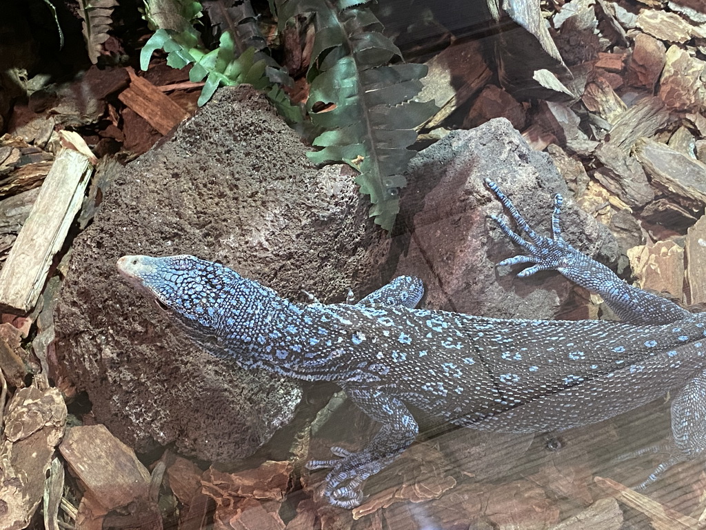 Blue-spotted Tree Monitor at the upper floor of the Reptielenhuis De Aarde zoo