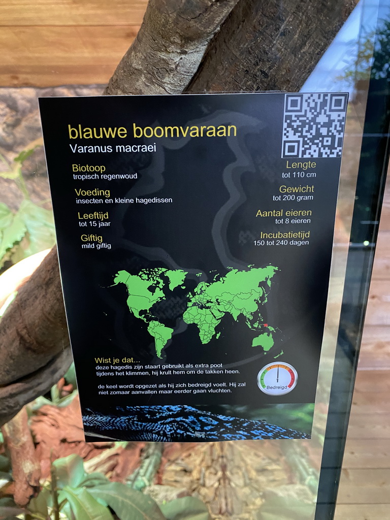 Explanation on the Blue-spotted Tree Monitor at the upper floor of the Reptielenhuis De Aarde zoo
