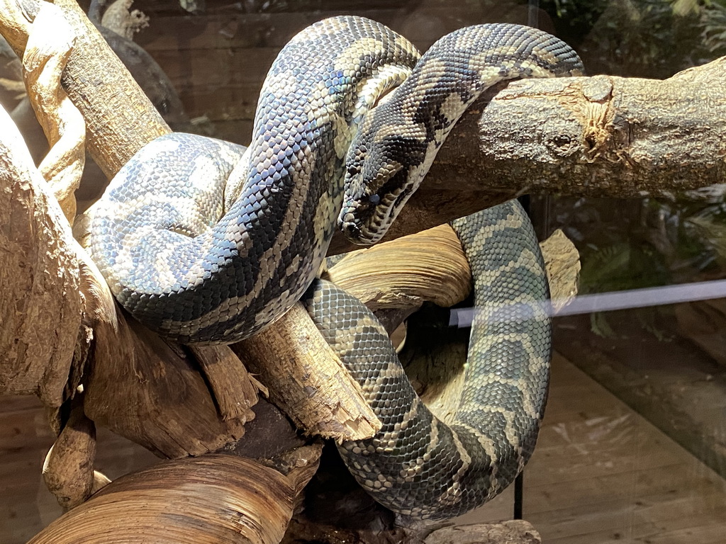 Indian Python at the upper floor of the Reptielenhuis De Aarde zoo