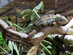 Panther Chameleon at the upper floor of the Reptielenhuis De Aarde zoo