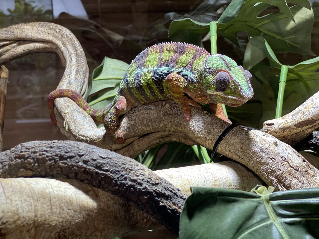 Panther Chameleon at the upper floor of the Reptielenhuis De Aarde zoo