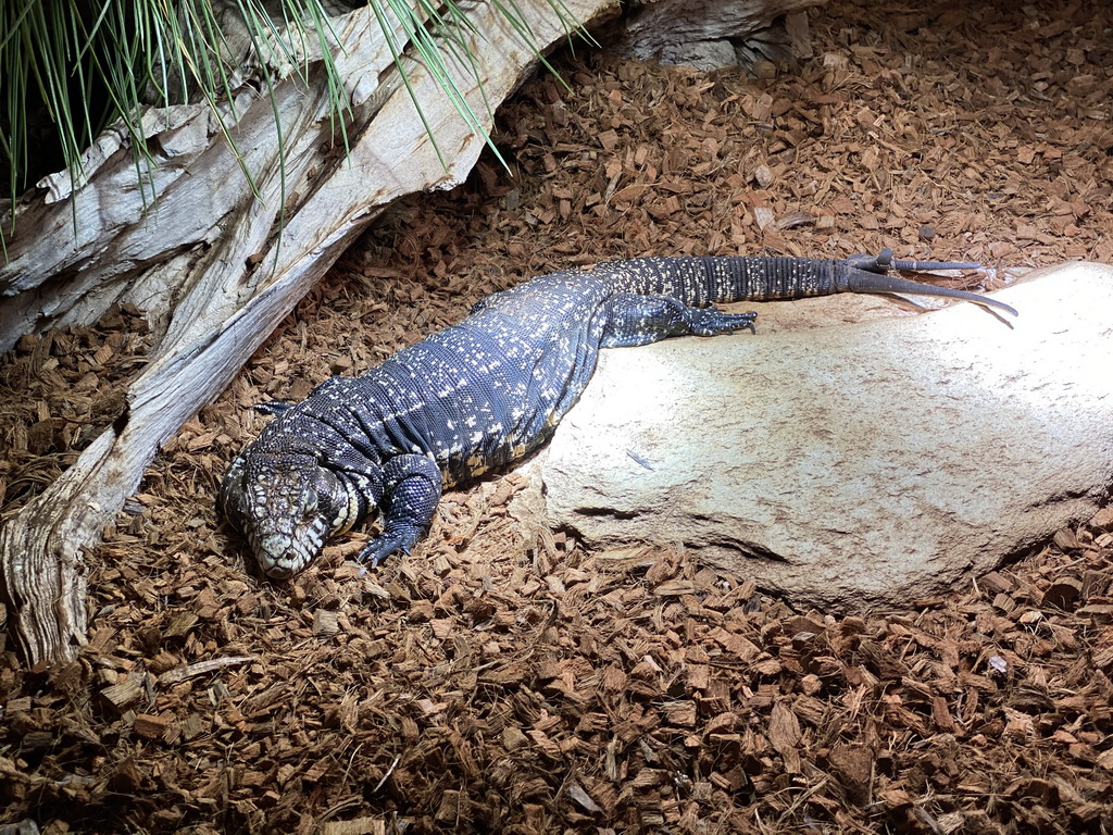 Argentine Black and White Tegu at the upper floor of the Reptielenhuis De Aarde zoo