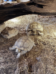 African Spurred Tortoises at the lower floor of the Reptielenhuis De Aarde zoo