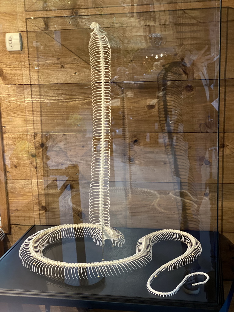 Snake skeleton at the lower floor of the Reptielenhuis De Aarde zoo