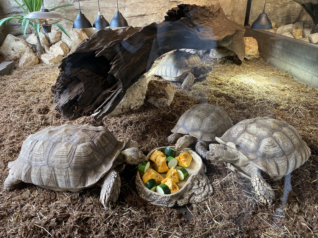 African Spurred Tortoises eating at the lower floor of the Reptielenhuis De Aarde zoo