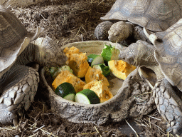 African Spurred Tortoises eating at the lower floor of the Reptielenhuis De Aarde zoo