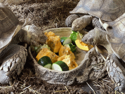 African Spurred Tortoises eating at the lower floor of the Reptielenhuis De Aarde zoo