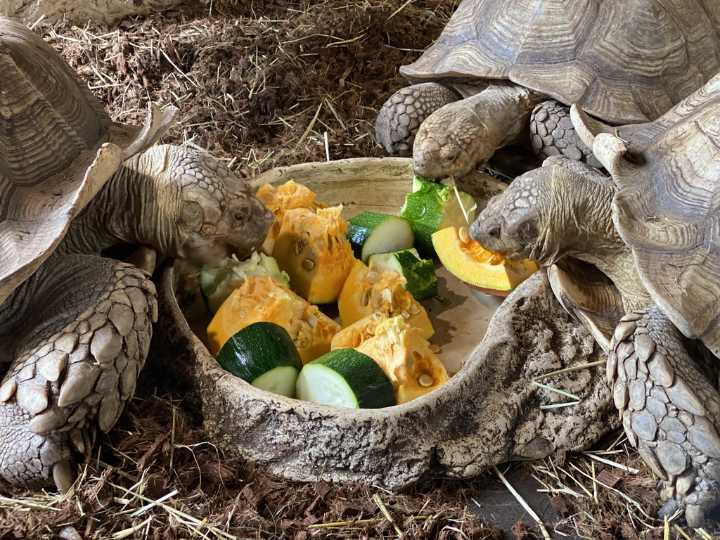 African Spurred Tortoises eating at the lower floor of the Reptielenhuis De Aarde zoo