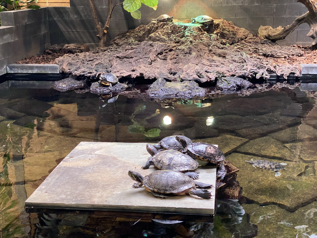 Red-eared Sliders at the lower floor of the Reptielenhuis De Aarde zoo