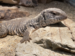 Savannah Monitor at the lower floor of the Reptielenhuis De Aarde zoo