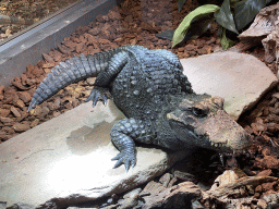 Dwarf Crocodile at the lower floor of the Reptielenhuis De Aarde zoo