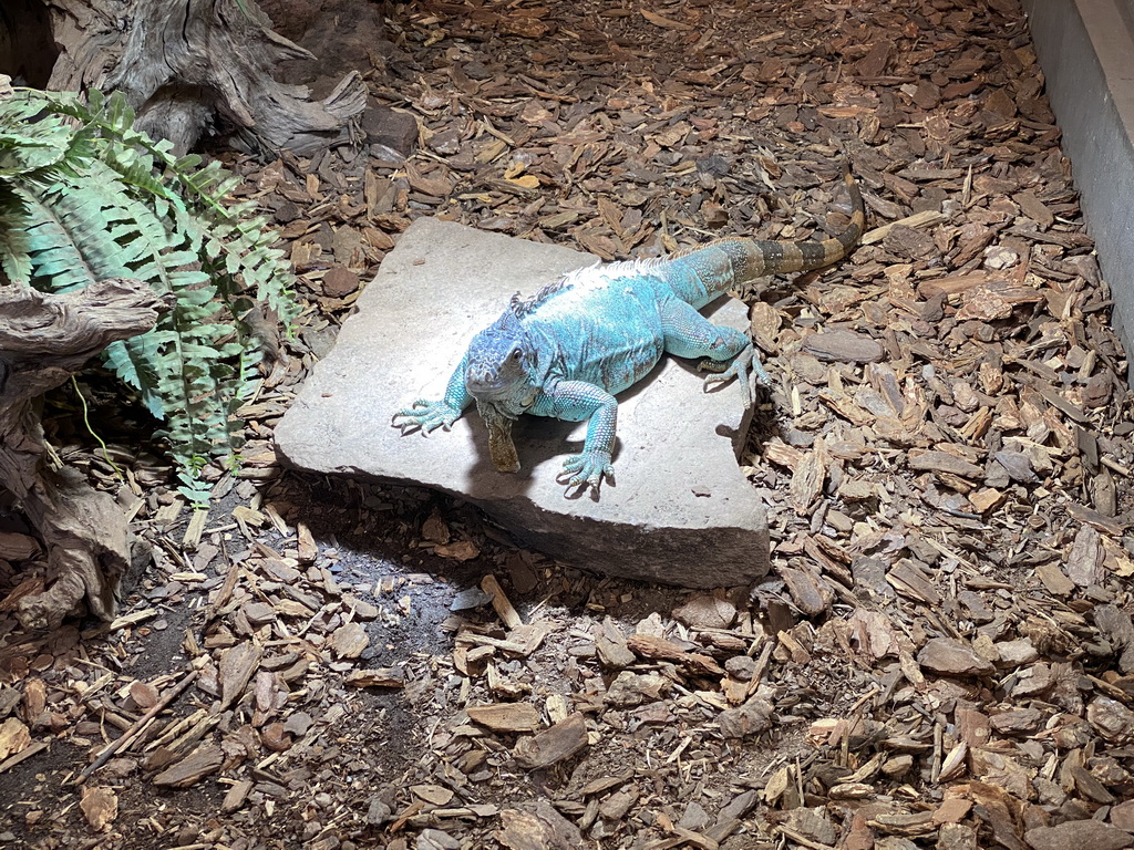 Green Iguana at the lower floor of the Reptielenhuis De Aarde zoo