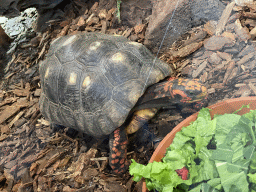 Red-footed Tortoise at the lower floor of the Reptielenhuis De Aarde zoo