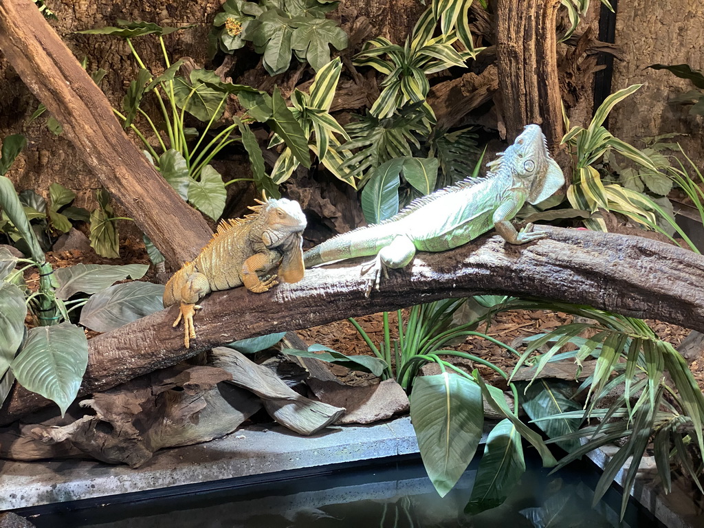 Green Iguana and Mexican Spiny-tailed Iguana at the lower floor of the Reptielenhuis De Aarde zoo